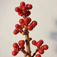 Holly Fruit Branch